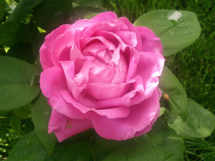 Photo3827 - 2015 Gradina de roze
