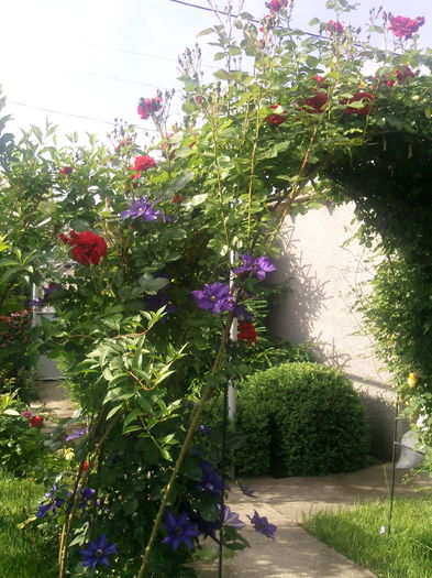 Photo3828 - 2015 Gradina de roze