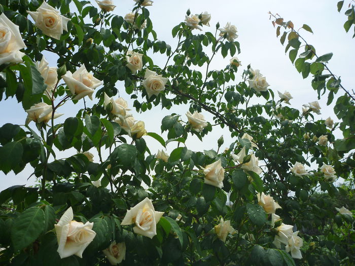 Ilse Krohn - Colectie trandafiri