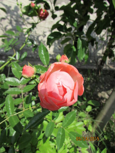 Mordag Orange