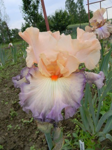 Parisian dawn - Irisi 2015