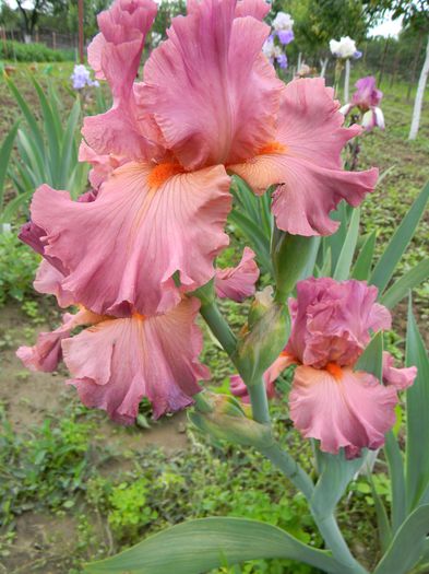 Stare vino - Irisi 2015