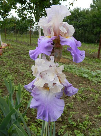 Mother earth - Irisi 2015