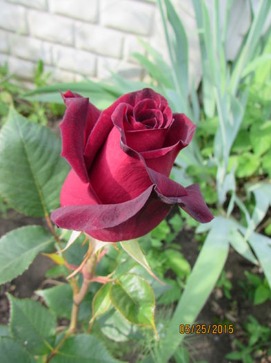 Black Baccara