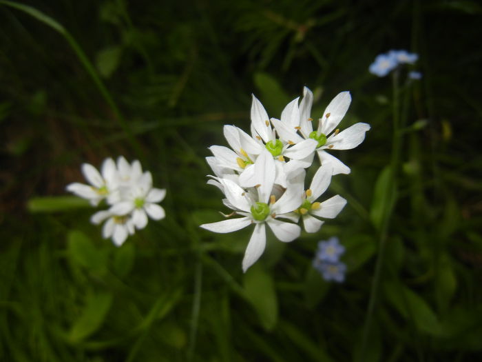 Triteleia hyacinthina (2015, May 11) Triteleia hyacinthina (2015, May 11)