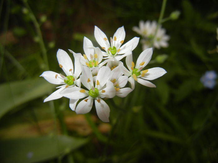 Triteleia hyacinthina (2015, May 11) Triteleia hyacinthina (2015, May 11)