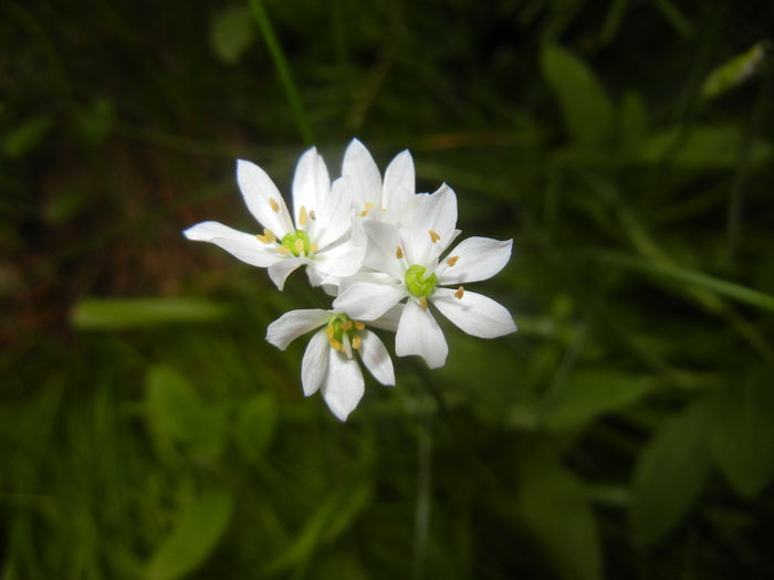 Triteleia hyacinthina (2015, May 11) Triteleia hyacinthina (2015, May 11)
