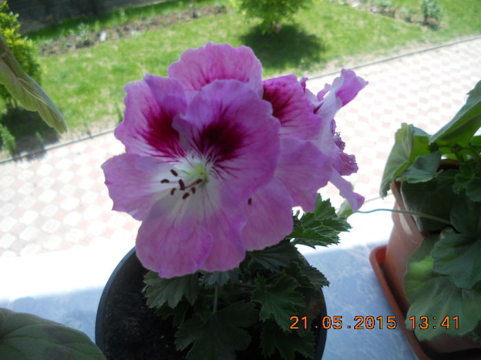DSCN4347 - muscate