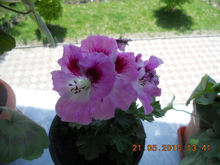 DSCN4348 - muscate