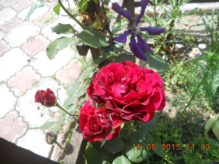 DSCN4340 - trandafiri