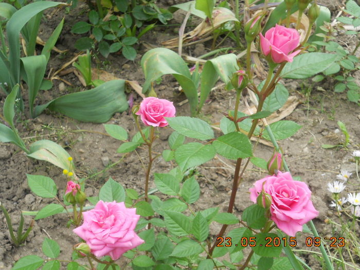 DSCN4374 - trandafiri
