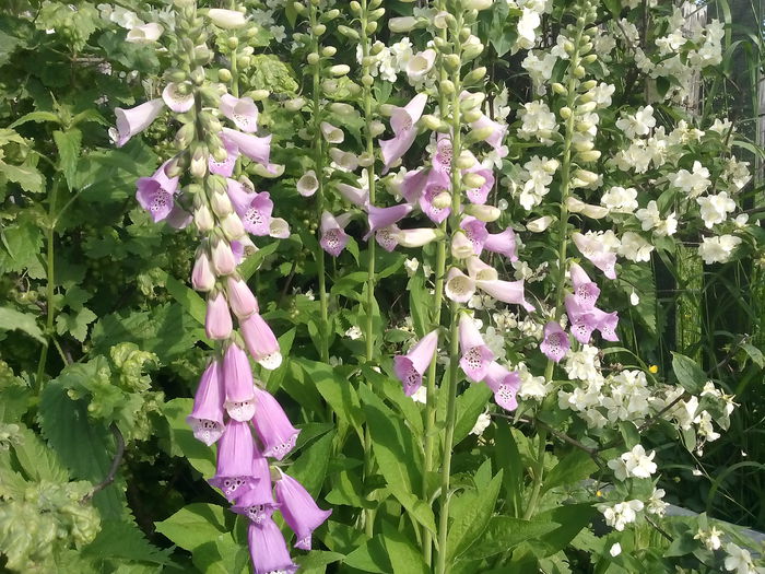  - 2015 Flori in  gradina