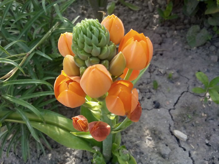  - 2015 Flori in  gradina