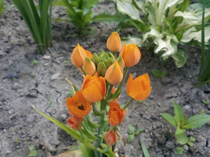  - 2015 Flori in  gradina