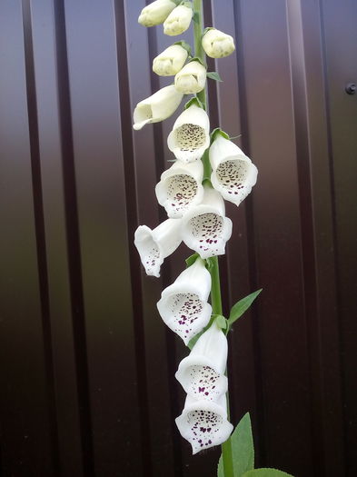  - 2015 Flori in  gradina