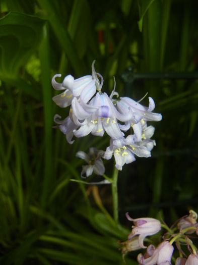 Hyacinthoides hispanica (2015, May 11) - HYACINTHOIDES Hispanica