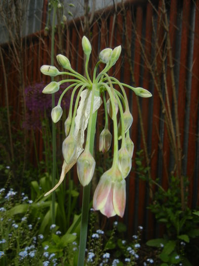 Allium siculum (2015, May 11)