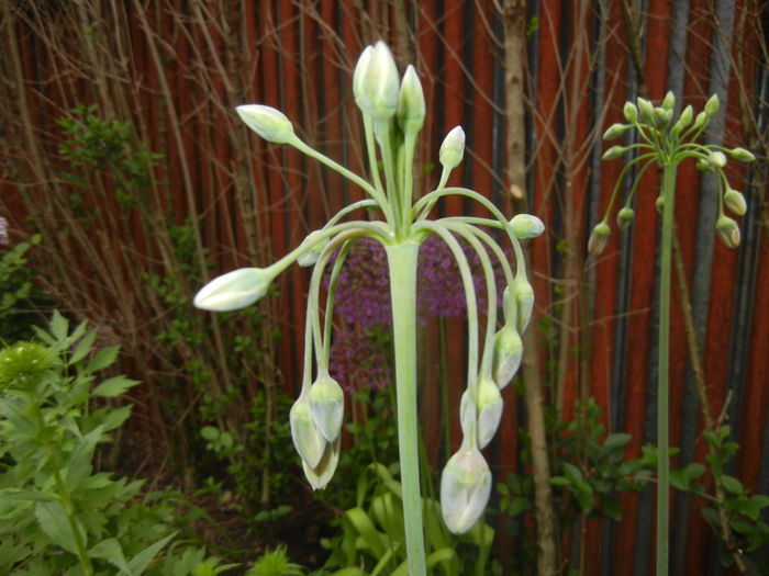 Allium siculum (2015, May 11)