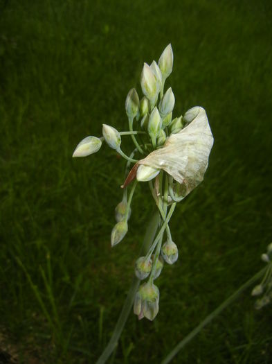 Allium siculum (2015, May 11)