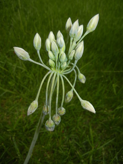 Allium siculum (2015, May 11)
