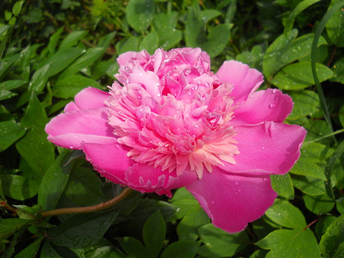 DSCN7142 - bujori 2015