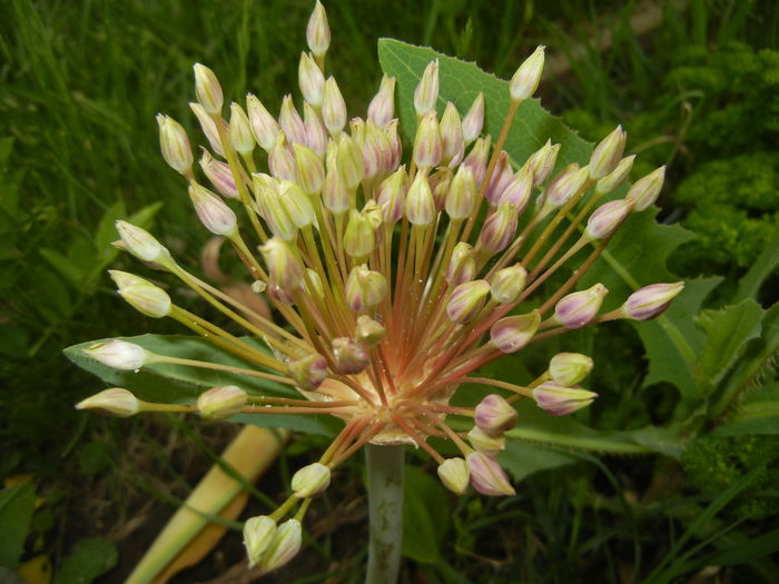 Allium schubertii (2015, May 11) - Allium schubertii