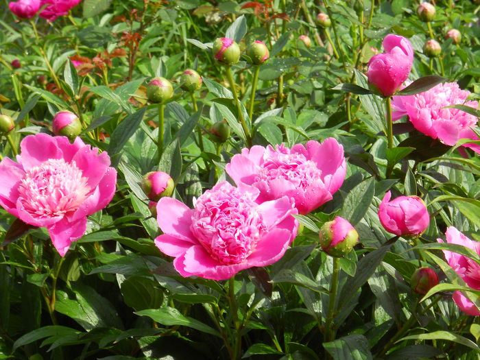 DSCN7170 - bujori 2015