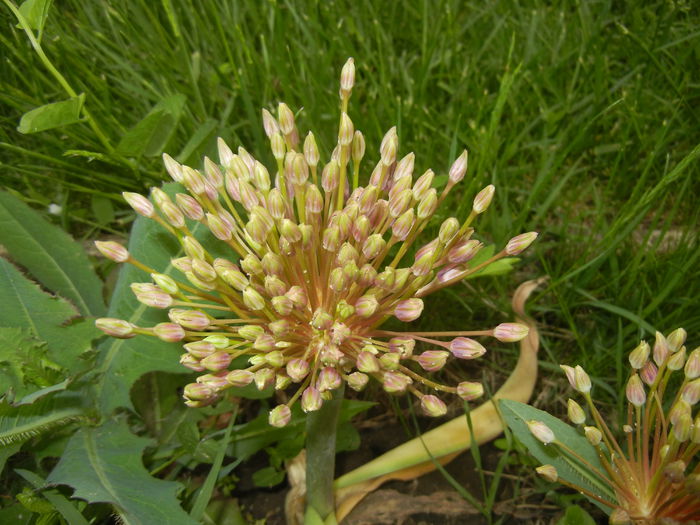 Allium schubertii (2015, May 11)