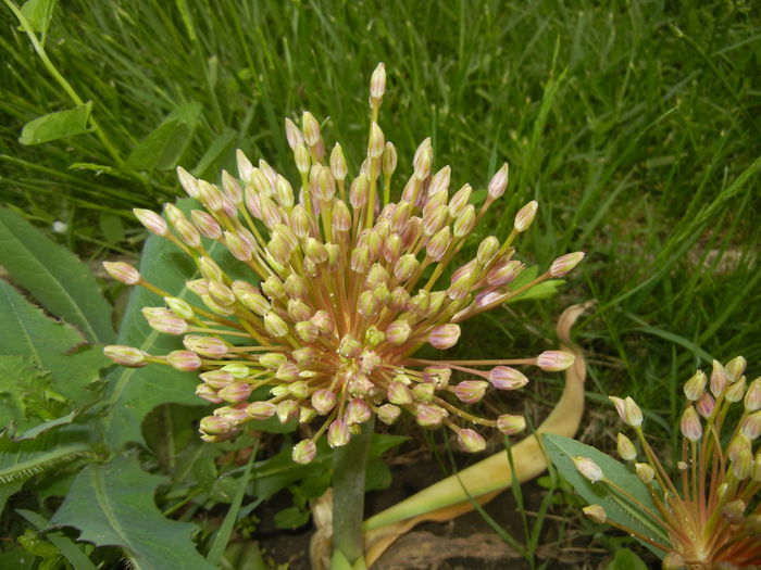 Allium schubertii (2015, May 11) - Allium schubertii