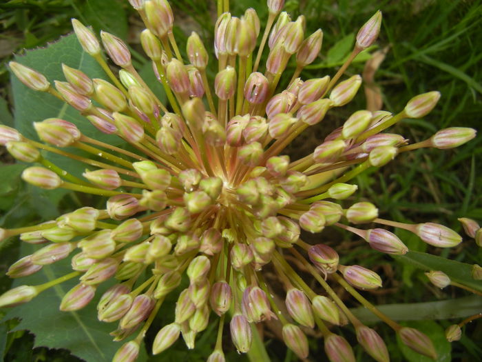 Allium schubertii (2015, May 11)