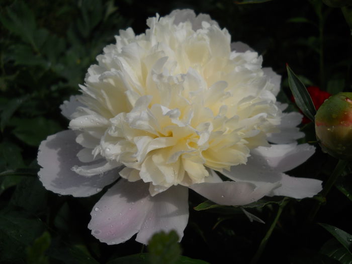 DSCN7148 - bujori 2015