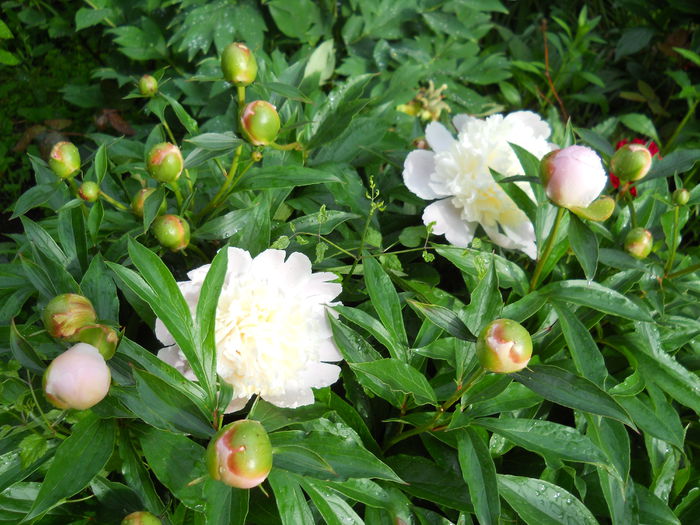 DSCN7149 - bujori 2015