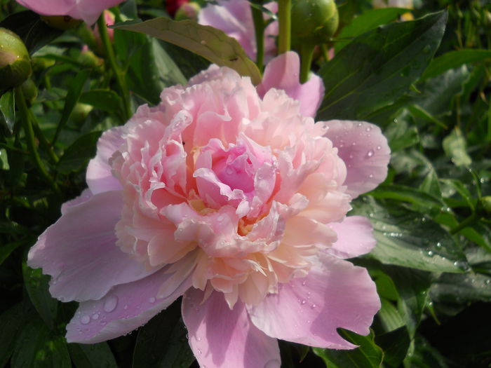 DSCN7155 - bujori 2015