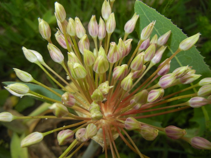 Allium schubertii (2015, May 11)