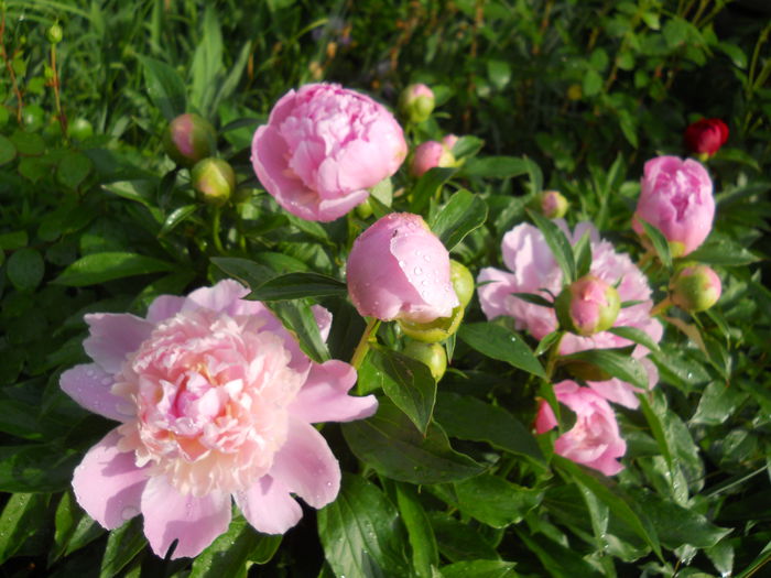 DSCN7157 - bujori 2015