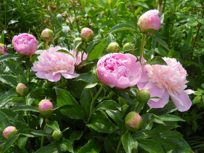 DSCN7164 - bujori 2015