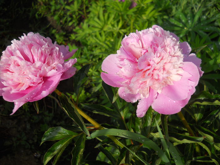 DSCN7180 - bujori 2015