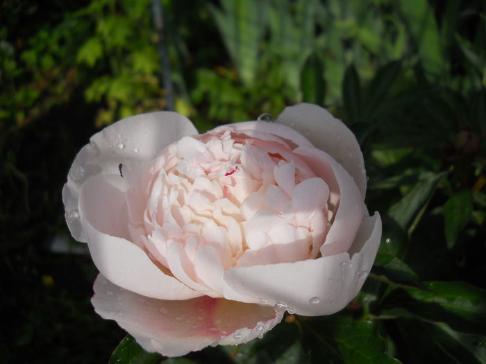 DSCN7186 - bujori 2015