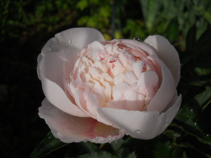 DSCN7187 - bujori 2015
