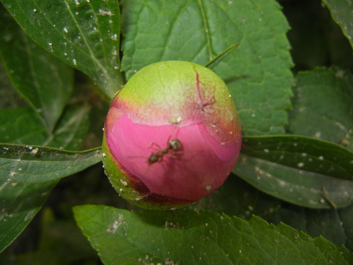 Peony. Bujor (2015, May 11) - BUJORI_Peony Paeonia