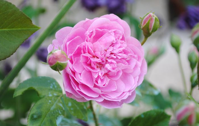 Harlow Carr, prima floare :))