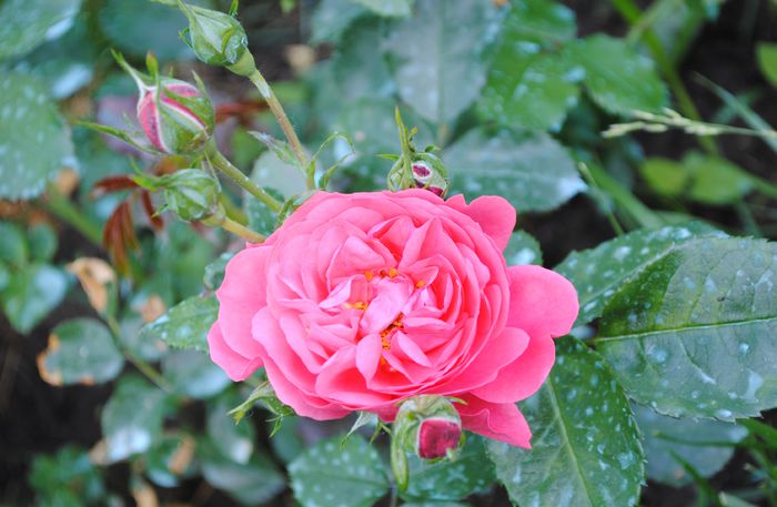 Rosarium Uetersen, prima floare :)) - 2015 trandafiri - I