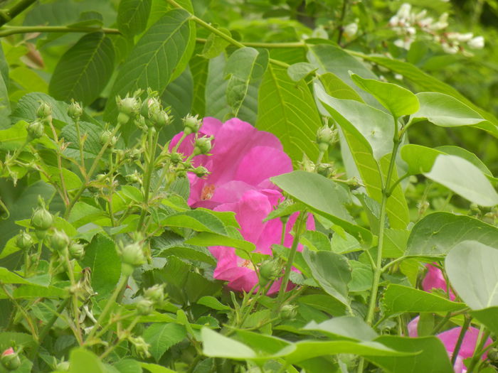 Rosa rugosa (2015, May 11)