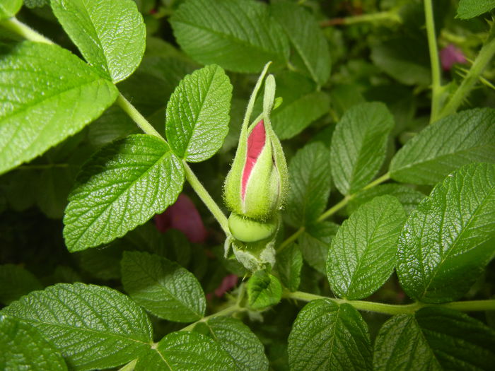 Rosa rugosa (2015, May 11)