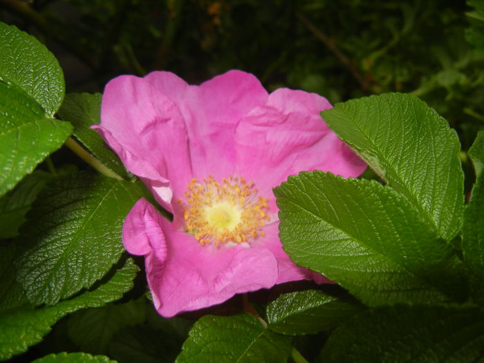 Rosa rugosa (2015, May 11)