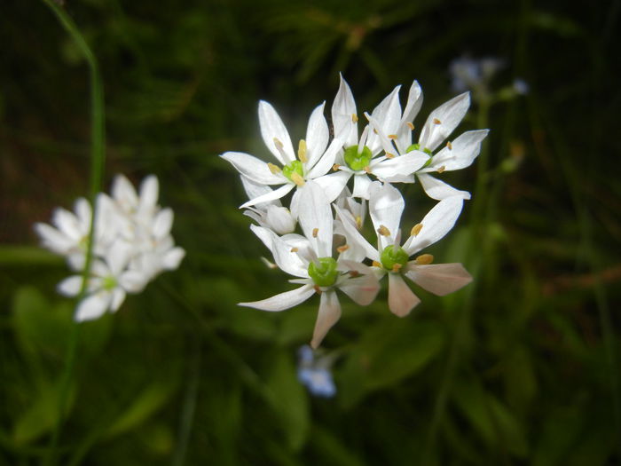 Triteleia hyacinthina (2015, May 12) Triteleia hyacinthina (2015, May 12)