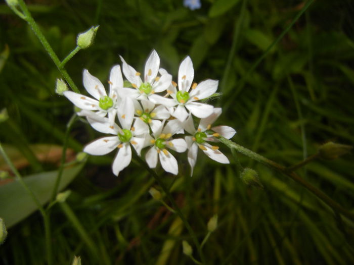 Triteleia hyacinthina (2015, May 12) Triteleia hyacinthina (2015, May 12)