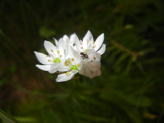 Triteleia hyacinthina (2015, May 12) - TRITELEIA Hyacinthina