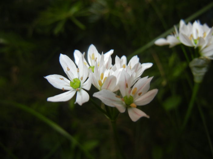 Triteleia hyacinthina (2015, May 12) Triteleia hyacinthina (2015, May 12)