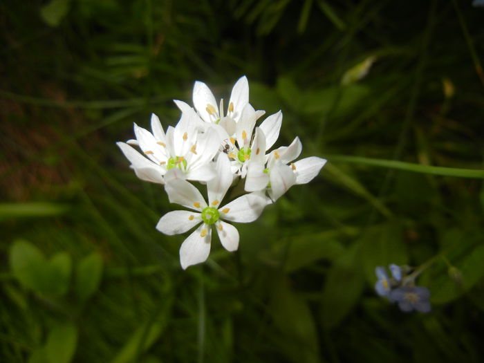 Triteleia hyacinthina (2015, May 12) Triteleia hyacinthina (2015, May 12)